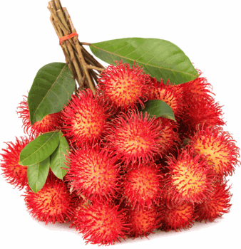 Exotic Fruit Market Offers Tropical Rambutan Fruit Grown In Hawaii Puerto Rico Honduras Malaysia And Thailand The Rambutan Is A Close Relative Of The Lychee It Distinguishes Itself From The Lychee By,Quinoa Protein Content