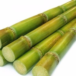 Sugarcane Plants Organic 10 sticks 6  in Sugar Cane  Green/Yellow 